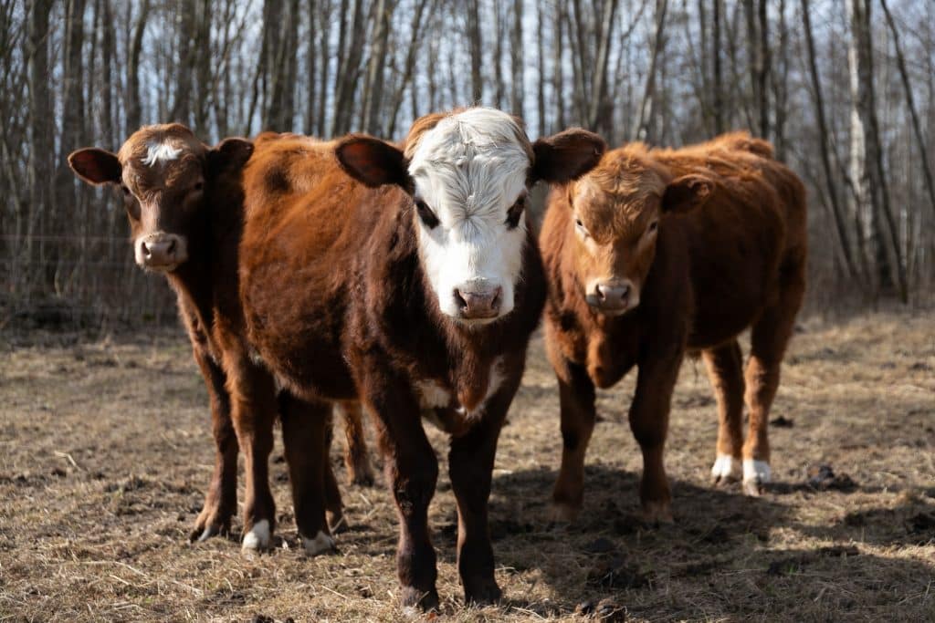 Минеральные добавки и витаминные комплексы для КРС