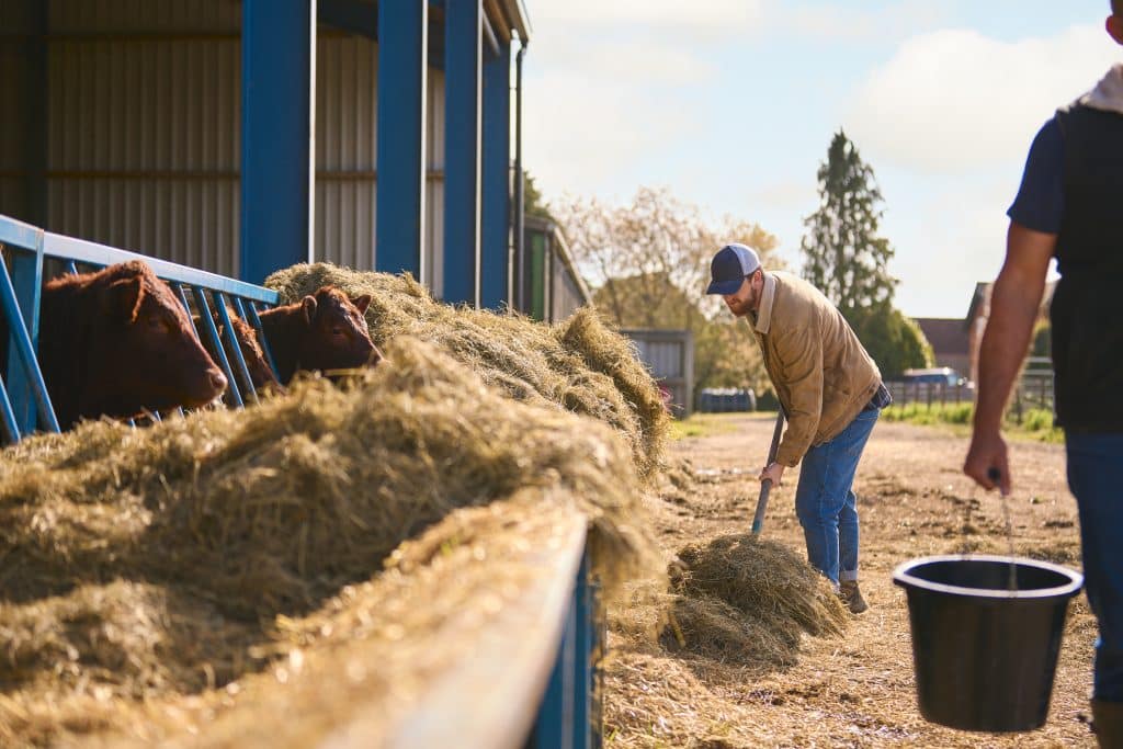 Сравнение кормов для КРС