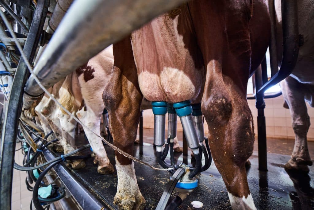 Ошибки при доении коров которые снижают удои