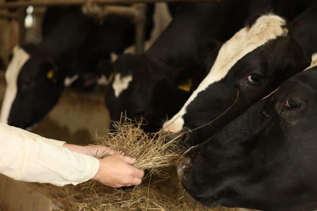 Как правильно организовать рацион для молочного стада