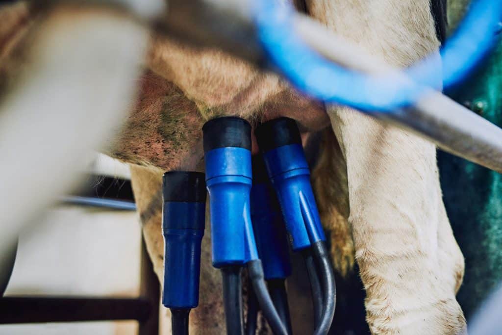 Как увеличить надои молока с помощью современных доильных систем